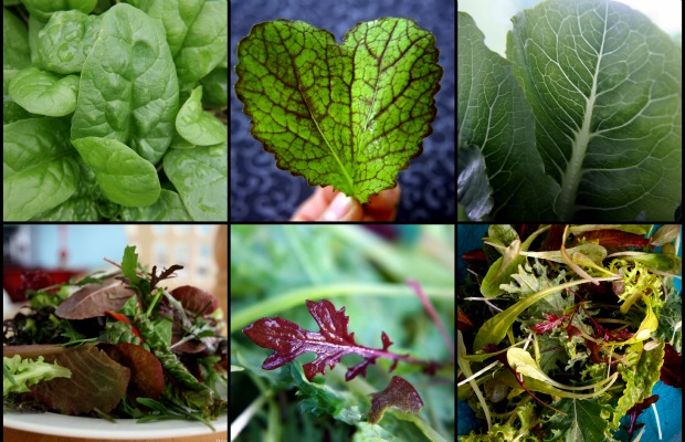 leafy greens-salad-mix1 620+400
