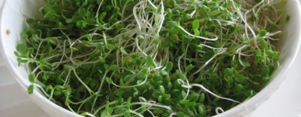 Leafy-Sprouts 628247