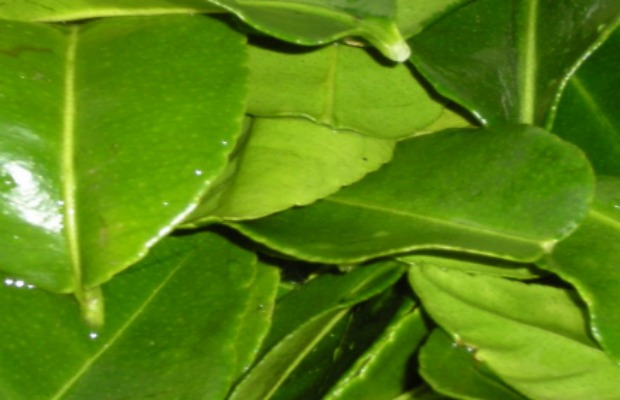 lime leaves 620400