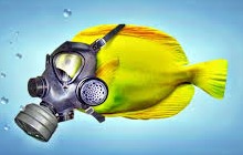 pez con careta real 220*140