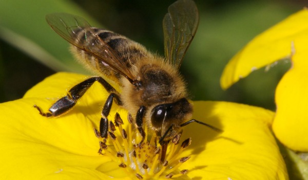 abeja en flor amarilla 600-350