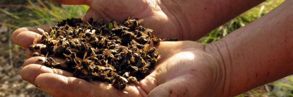 dead bees in hand 600200