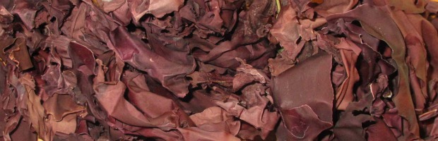 dulse 620-200