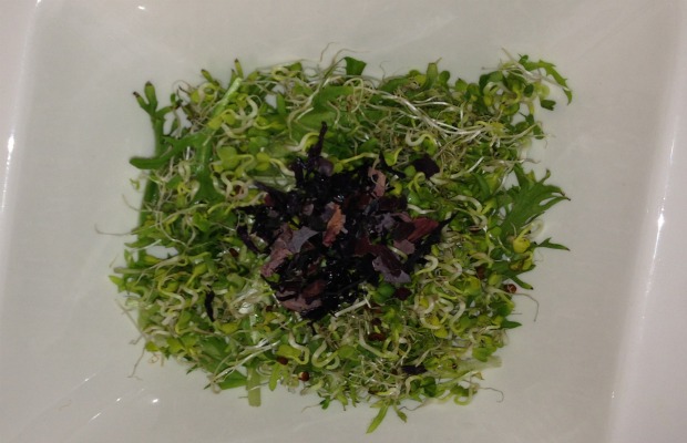 enslada de escarola, germinados y algas 620-400