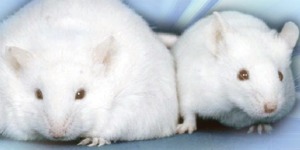 RATAS ALIMENTADAS CON EDULCORANTES 300-150