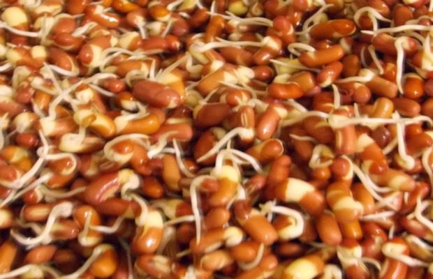 azukis germinados 620+400