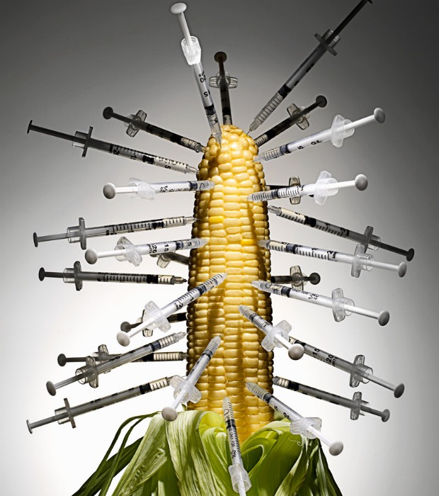 genetically-modified-corn 620+700