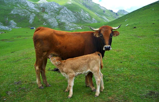 vaca con ternero en campo 620+400