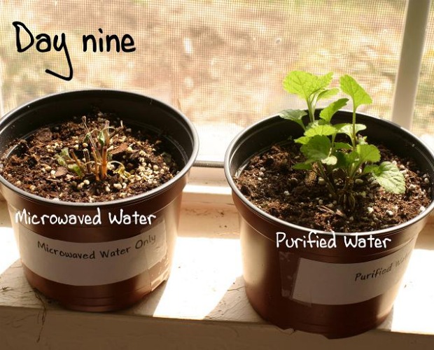 microwaved water in plants 620+500