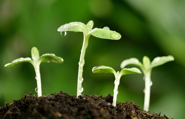 sprout growin with water 620+400