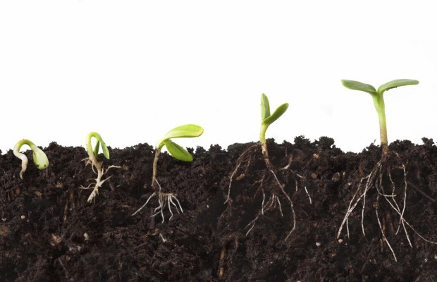 Sprouting-sequence 620+400