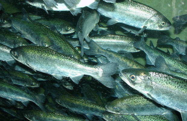 Chinook_salmon nadando 620+400