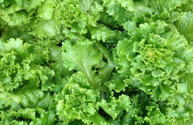 lettuce 620+400