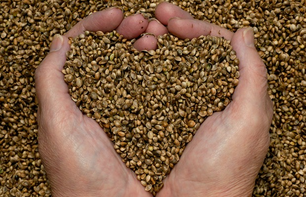 hemp-seeds-hands heart 620+400