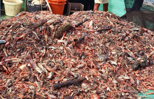 pesca de arrastre 620+400