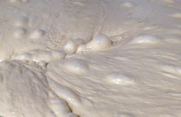 masa madre fermentando 620+400