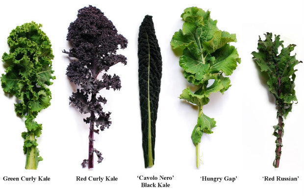 types of kale 620+400