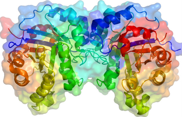 enzimas foto 620+400
