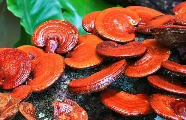 reishi 620+400